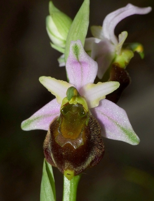 Ophrys crabronifera & Ophrys holosericea sp. � Monti Lucretili  (Roma).
